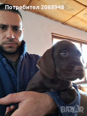 Женски дратхар, снимка 2 - Дратхаар - 52846305