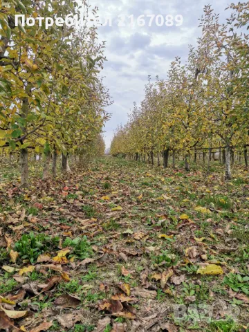 Продавам Овощна / Ябълкова Градина, снимка 2 - Земеделска земя - 49704923