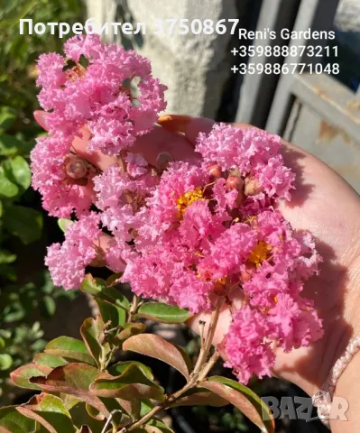 Lagerstroemia indica/Индийски люляк , снимка 1 - Градински цветя и растения - 46952694