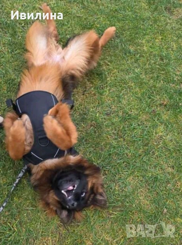 Регулируем нагръдник за голямо куче, снимка 7 - За кучета - 53745975