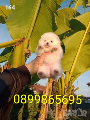 Бели Померани. Реални снимки от днес !!!, снимка 2 - Померан - 52719427