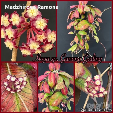 Hoya sp Gunung gading , снимка 1