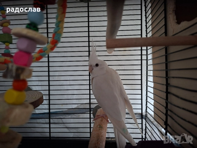 Двойка корели , снимка 3 - Папагали - 52532447