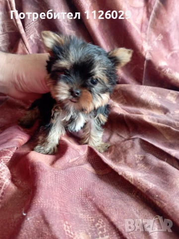 Мини йорки - момичета , снимка 8 - Йоркширски териер - 54235703