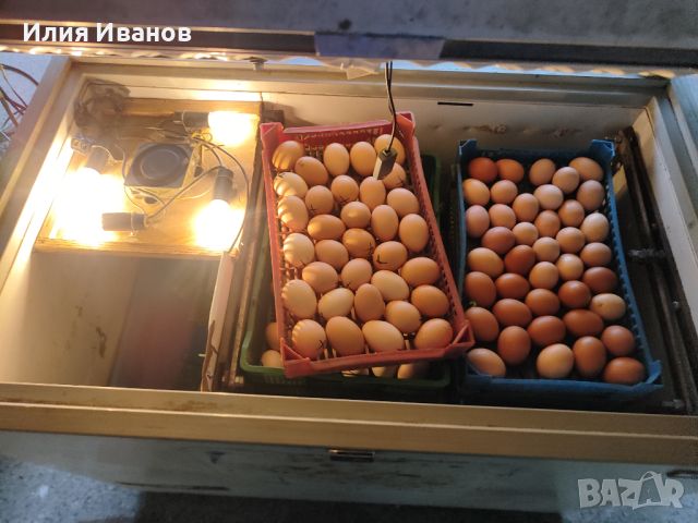 Птицевъдни услуги и разплодни яйца , снимка 4 - други­ - 45479799