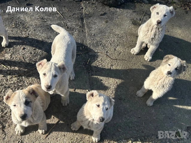 Продавам женски и мъжки алабаи, снимка 9 - Алабай - 52813719