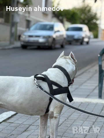 Мъжко уче Дого Аржентино , снимка 4 - Дого аржентино - 52894100