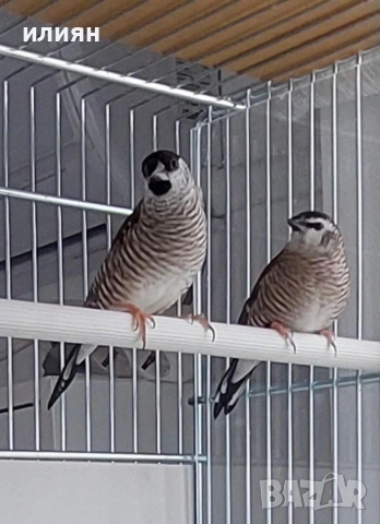 Среброклюни амадини