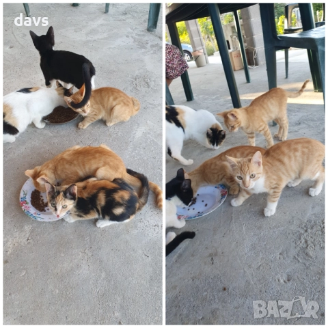 Малки котета – различни шарки, снимка 7 - Други - 51941131