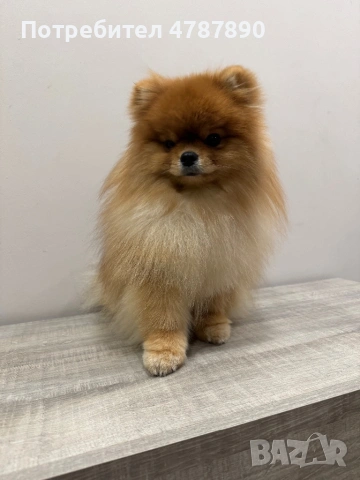 Мъжки померан за разплод! С доказано родословие!, снимка 3 - Померан - 54093959