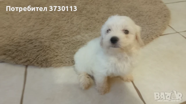 Продавам малтийска болонка, снимка 1