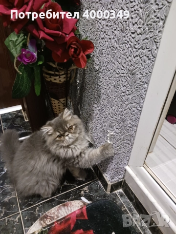Продавам персийско женско коте, снимка 4 - Персийска - 52506650