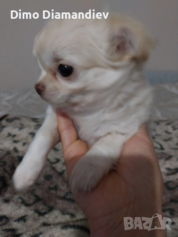 продавам чихуахуа 