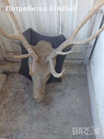 Еленови рога трофей заедно с главата, снимка 3 - Антикварни и старинни предмети - 53622589