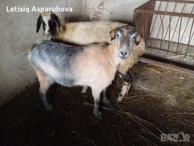 Продавам една овца, една коза, един пръч. Редовни, снимка 2 - Кози - 52674280