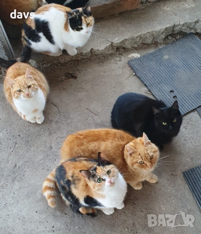 Черна котка на 6 месеца търси дом, снимка 18 - Други - 53116660