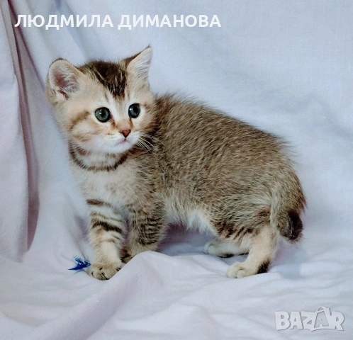 Шотландско мъжко. Златна чинчила. 