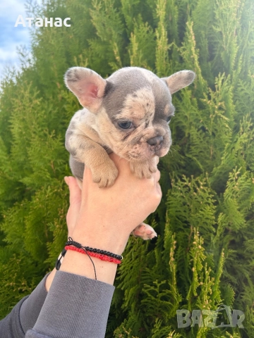 Френски булдог, снимка 9 - Френски булдог - 52548331