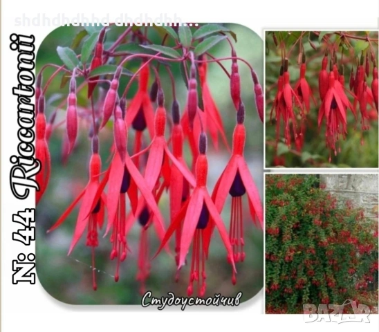 Фуксия студоустойчива градинска и Каскадна едроцветна фуксия , снимка 11 - Градински цветя и растения - 54231805