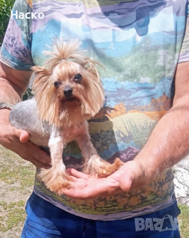 Продавам мини йоркширски териер, снимка 1