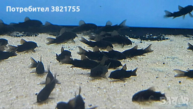 Сомче, сомче coridoras venezuela black, черен коридорас, снимка 5 - Рибки - 52186595