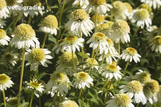 Echinacea purpurea ‘Milkshake’ (Ехинацея пурпуреа „Млечен шейк“), снимка 2 - Градински цветя и растения - 50862848