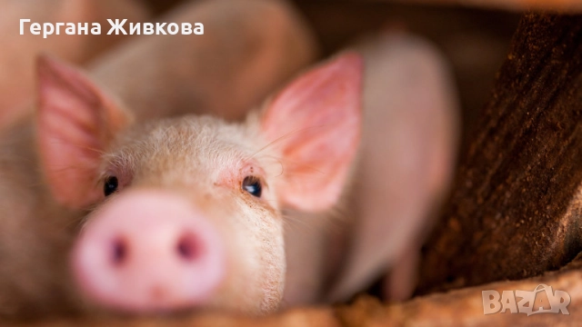 Свободни прасета 