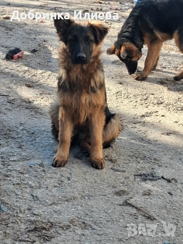 Продавам елитни немски овчарки, на 4 месеца, три ваксини, обезпаразитени., снимка 9 - Немска овчарка - 53387270