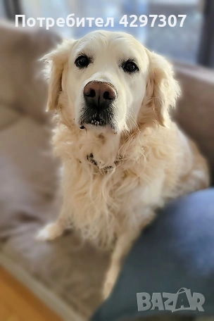 Разходки на кучета и посещения по домовете в София и близките области, снимка 5 - Други услуги - 53562736