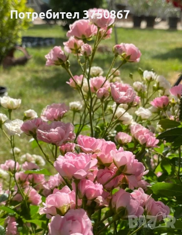 🌹 Нискостъблени рози – красота през цялото лято, снимка 7 - Градински цветя и растения - 51029261
