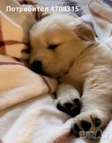 Голдън ретривър момче родословен баща, снимка 8 - Голдън ретривър - 53504464