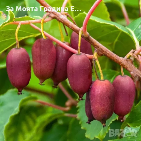 Червено Киви 🥝, снимка 5 - Градински цветя и растения - 49762001