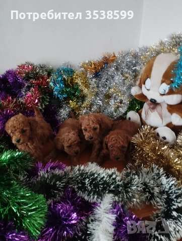 Мини и Той Пуделчета .