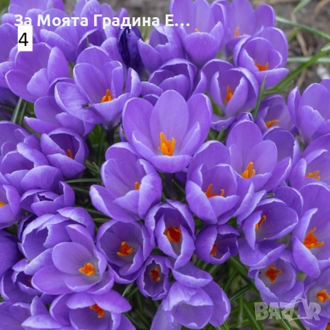 Минзухари , снимка 4 - Сортови семена и луковици - 53623471