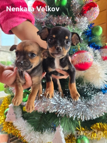мини чиху пинчери, снимка 2 - Пинчер - 52677043