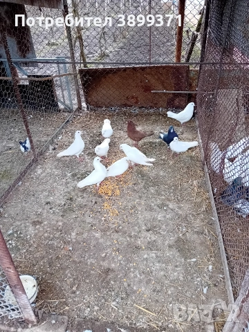 Пазарджишки гълъби , снимка 2 - Гълъби - 53260859