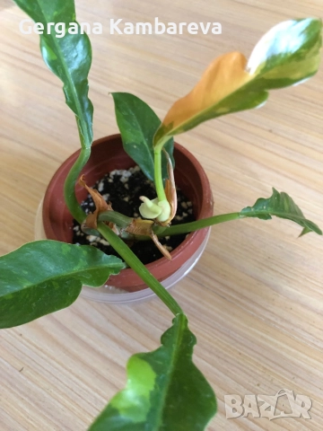 Philodendron Ring of Fire , снимка 2 - Стайни растения - 52186596