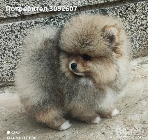 Померанче момче 