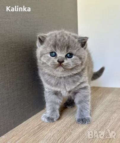 Чистокръвни сини британчета, снимка 6 - Британска късокосместа - 49778535