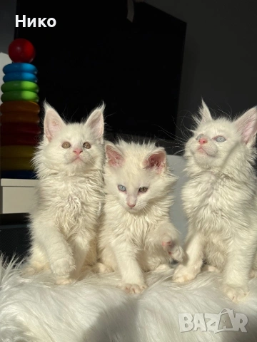 Мейн кун котенца / Мейн куун котенца / Maine coon kittens, снимка 8 - Мейн кун - 50068719