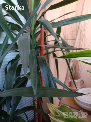 Цветя, снимка 2 - Саксии и кашпи - 51511684