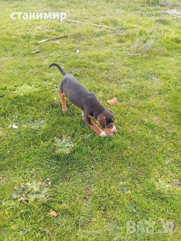 трицветно гонче, снимка 7 - Гонче - 53878849