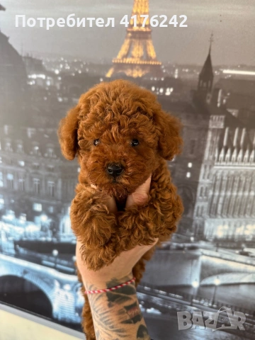 Пуделчета,той., снимка 4 - Пудели - 52576651