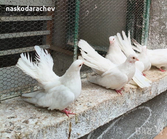 Бургаски местни преметачи различни цветове, снимка 13 - Гълъби - 52410723