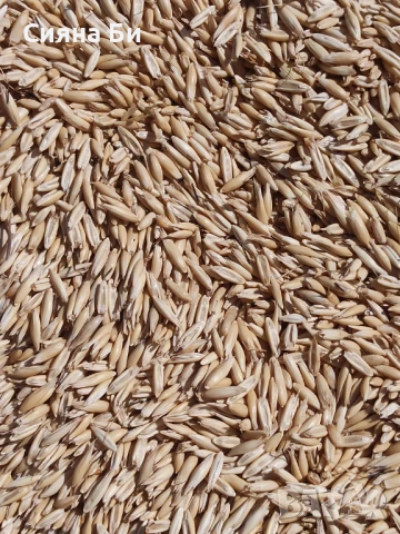 Продавам ОВЕС в Бургас, снимка 1