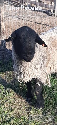Продавам овце порода суфолк, снимка 1 - Овце - 45687524