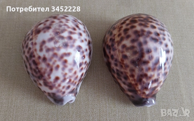 раковина за ценители два броя отлични , снимка 3 - Антикварни и старинни предмети - 51567634