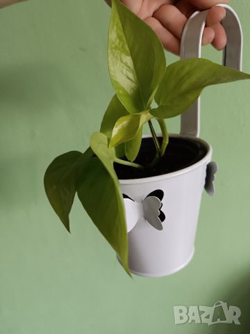 Епипремнум Golden Pothos , снимка 8 - Стайни растения - 46628233