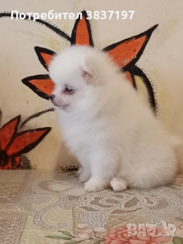 6 мъжки и 1 женско, снимка 2 - Померан - 52996319