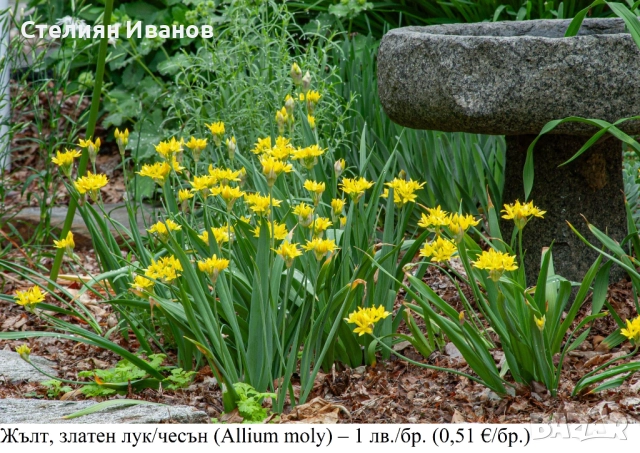 Жълт, златен лук/чесън (Allium moly) - луковици